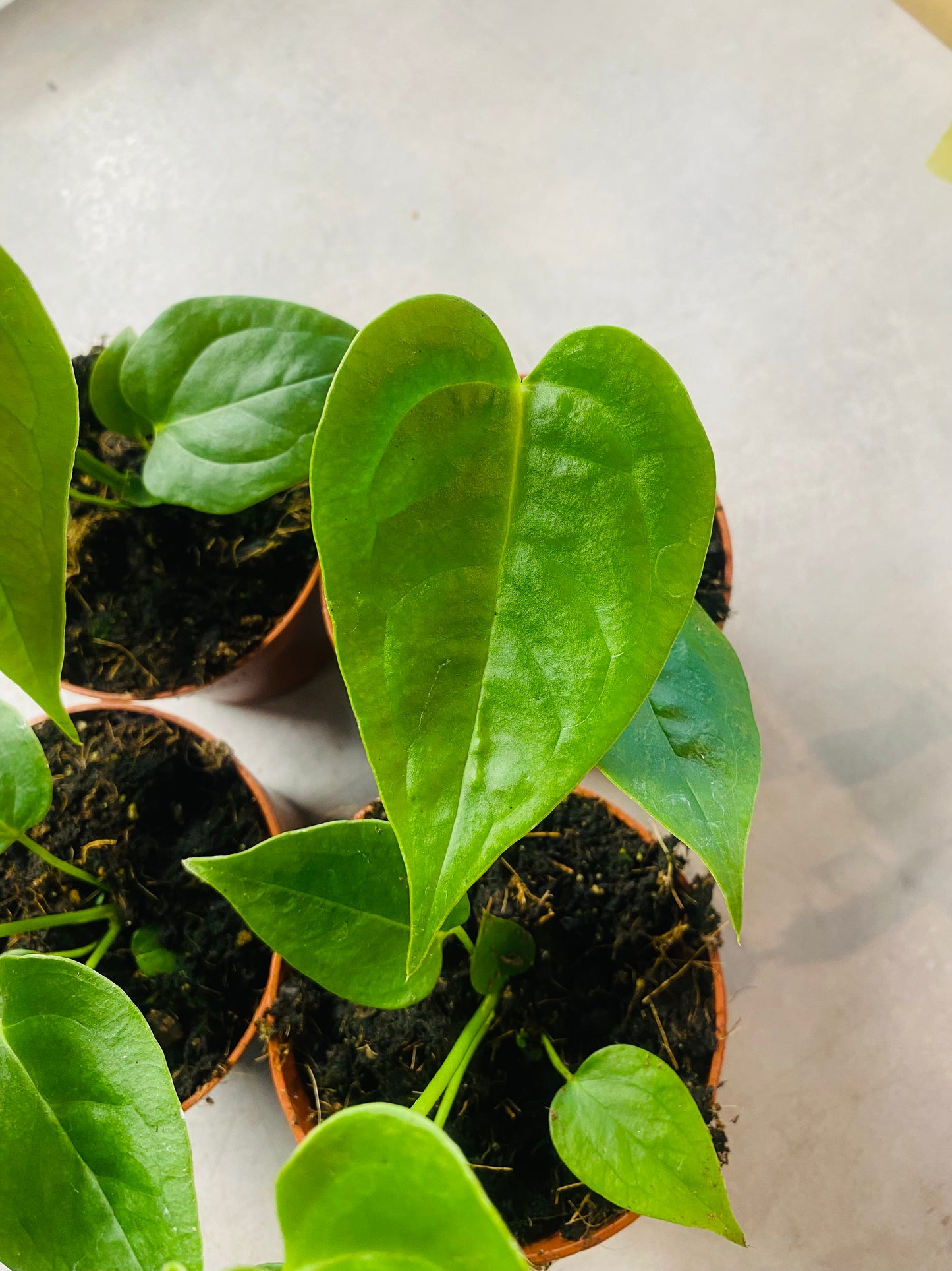 Anthurium Veitchii