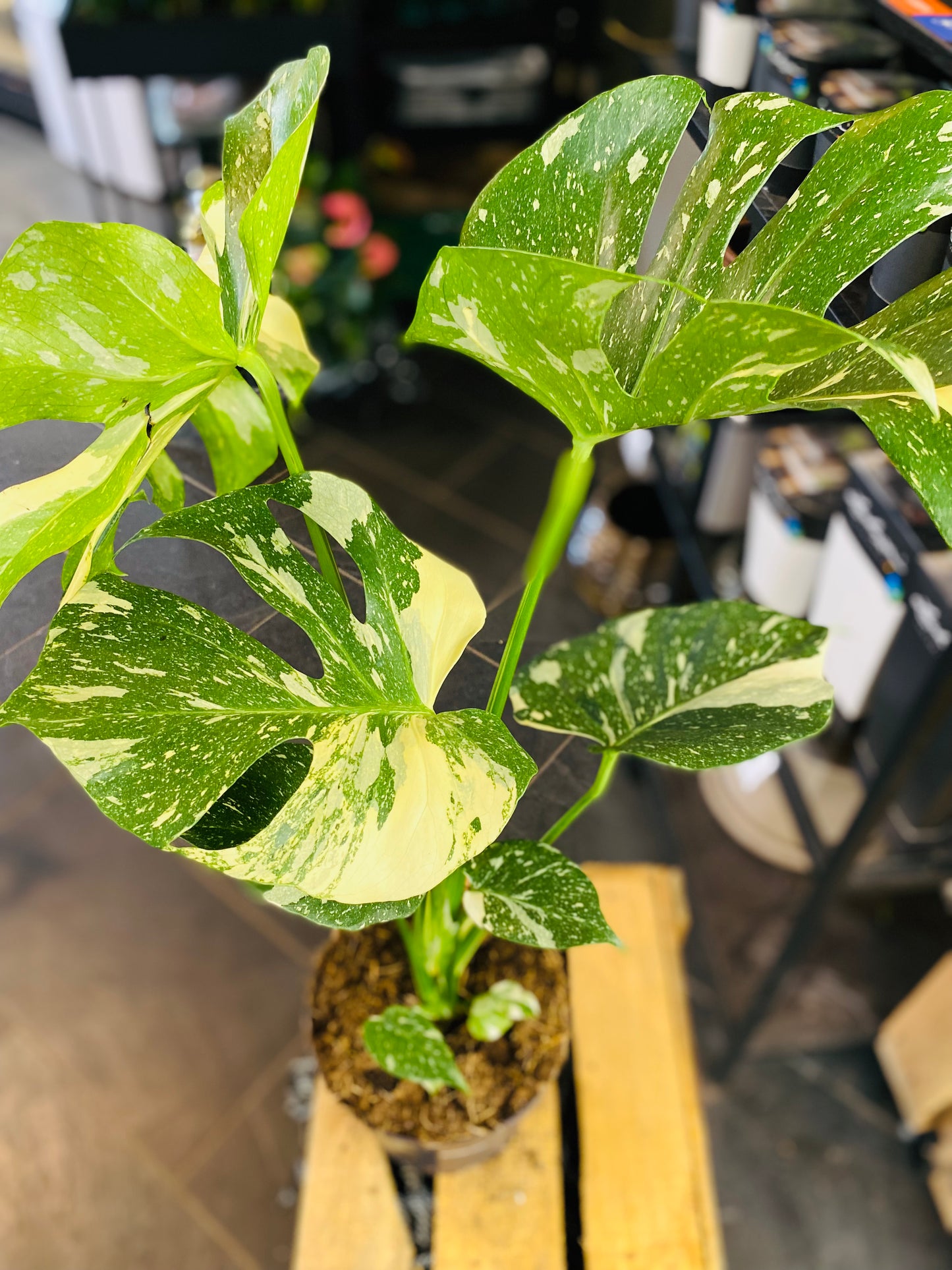Monstera Thai Constellation - 50 cm høy - 3