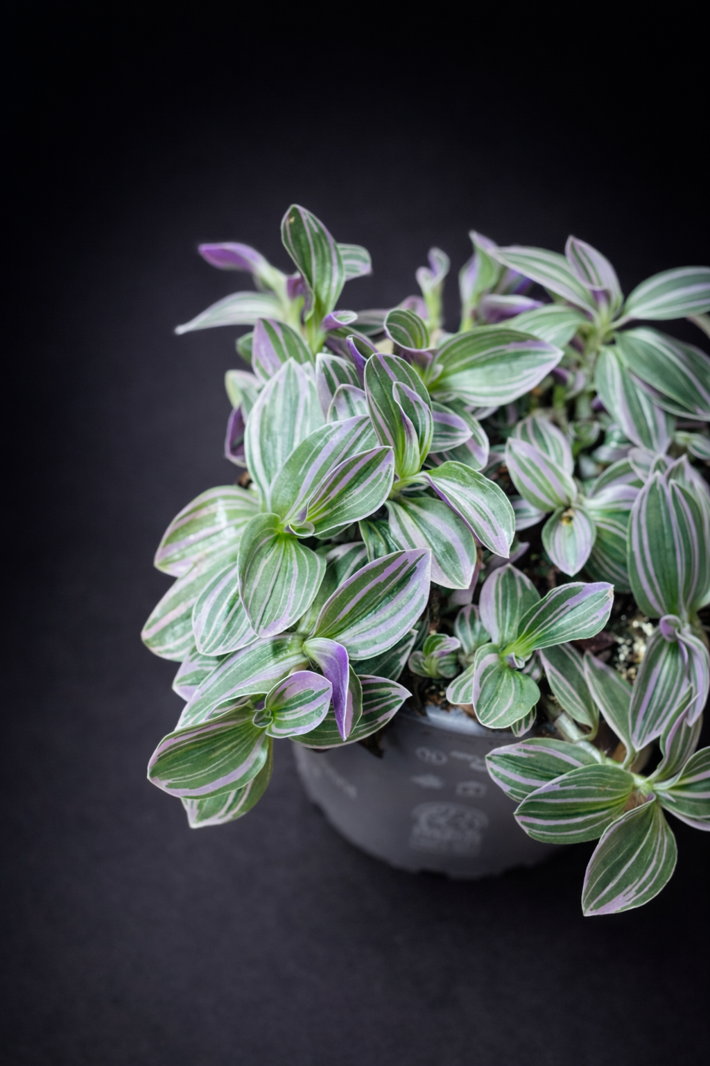 Tradescantia Sweetness