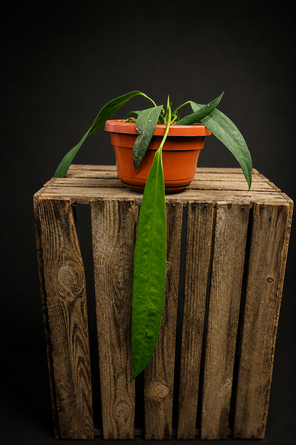 Anthurium Wendlingeri