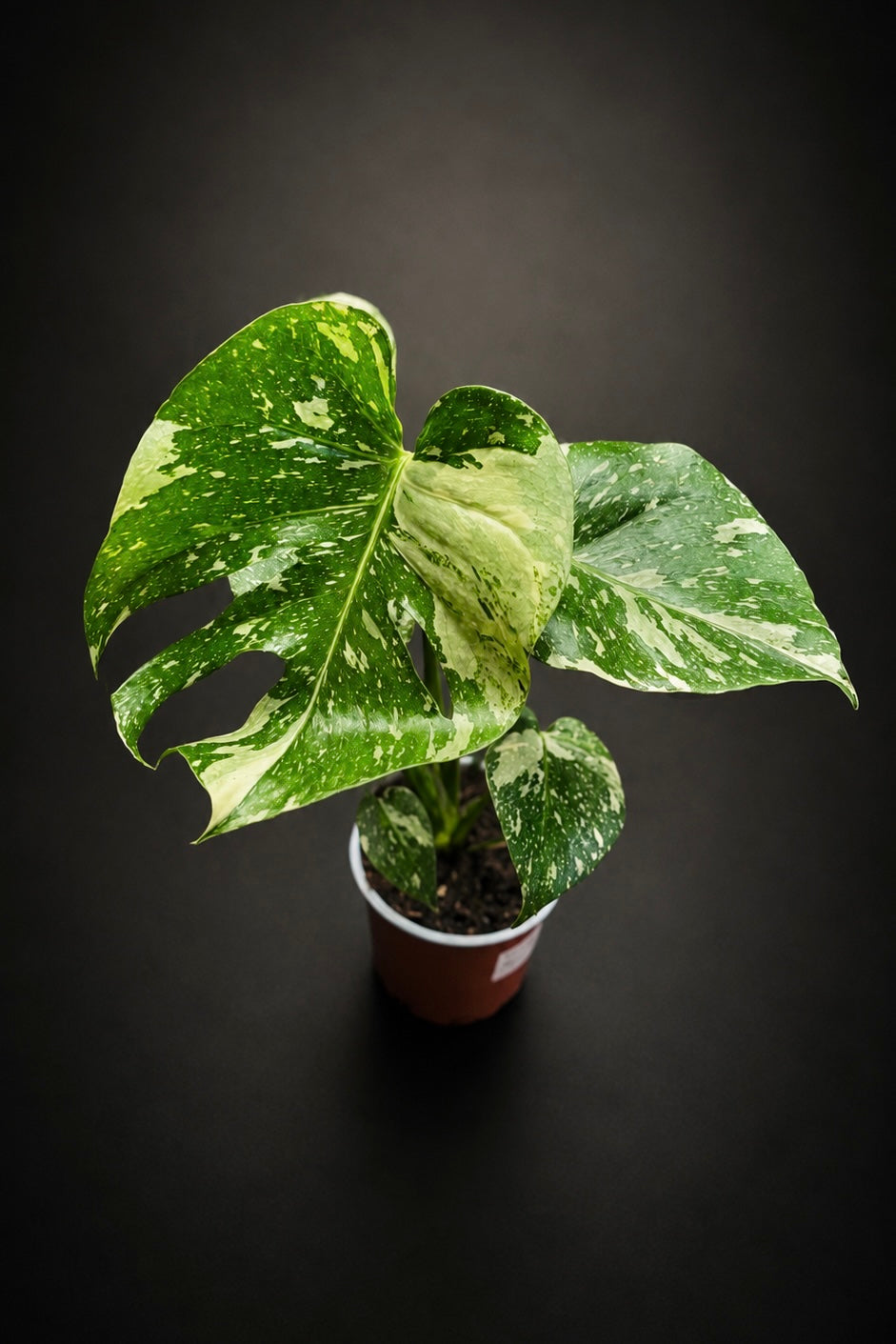 Monstera Thai Constellation - Liten