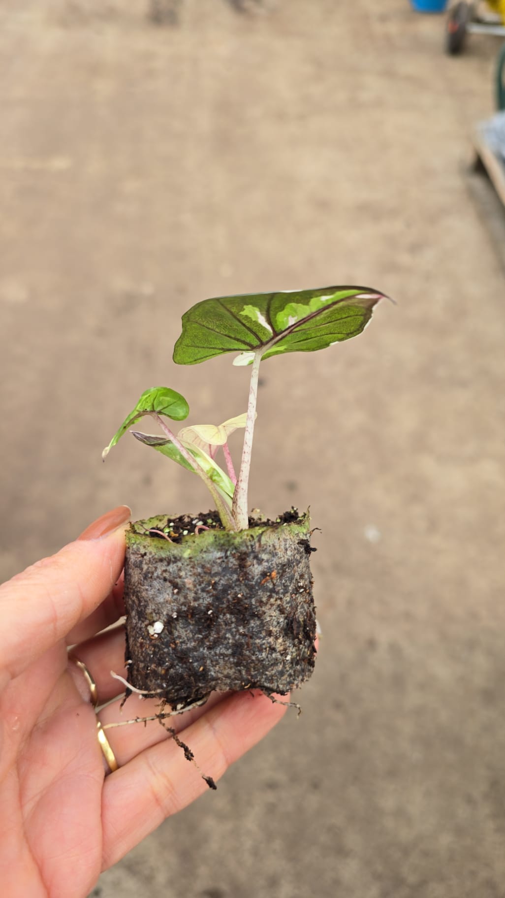 Alocasia Serendipity Variegata