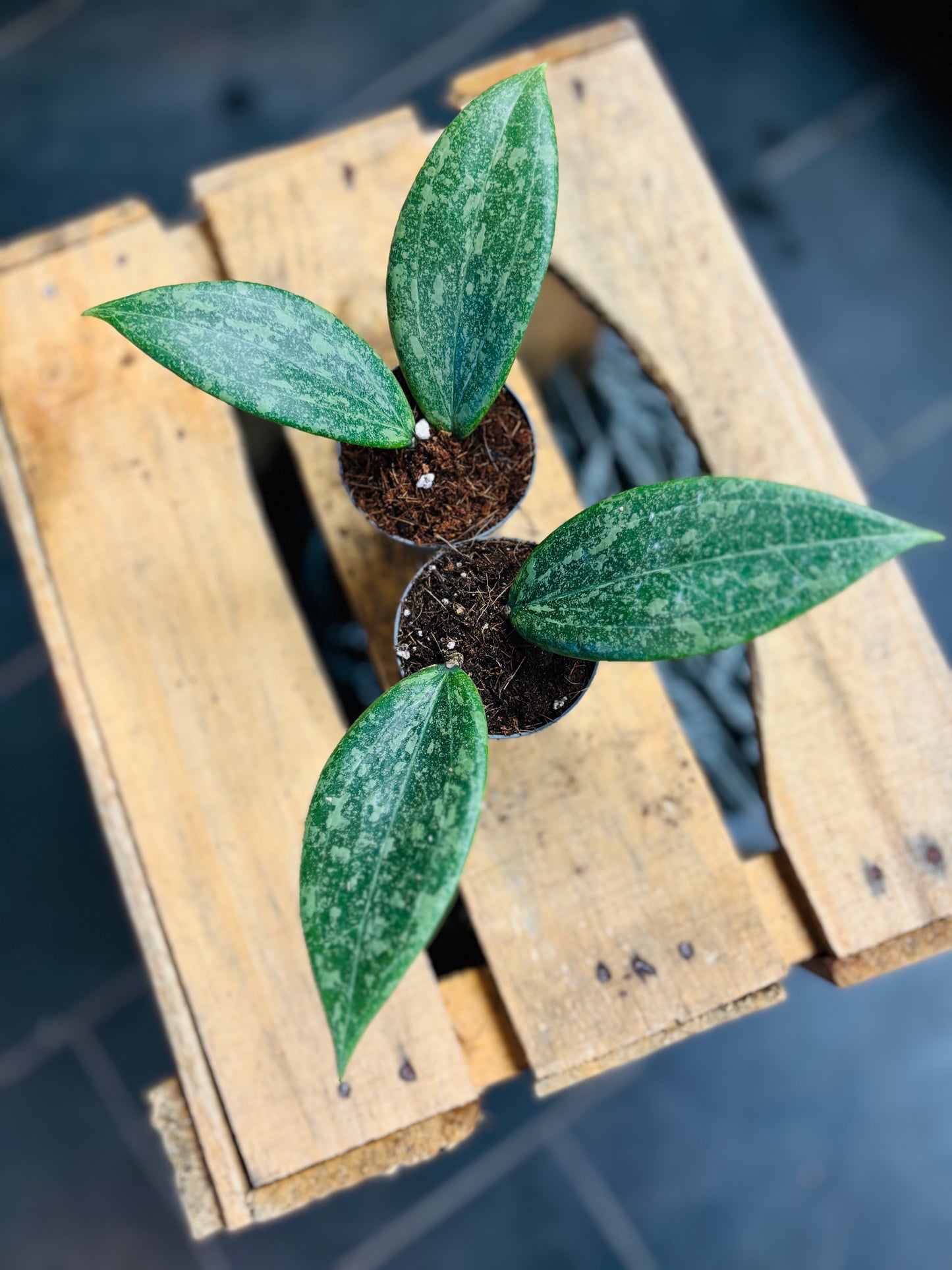 Hoya Wibergiae - 5 cm potte