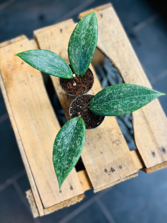Hoya Wibergiae - 5 cm potte
