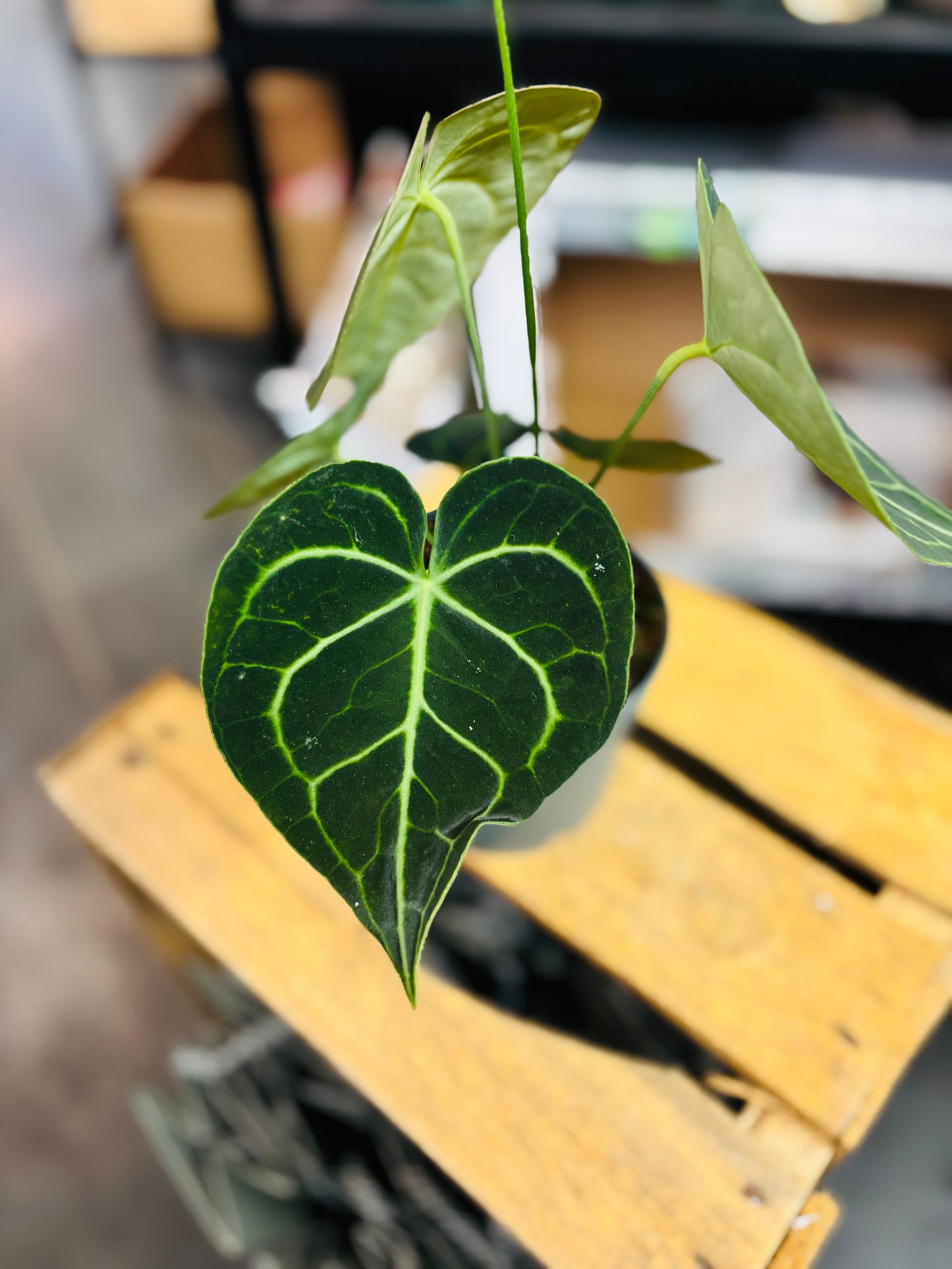 Anthurium Clarinervium