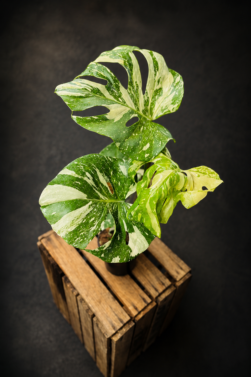 Monstera Thai Constellation - 5