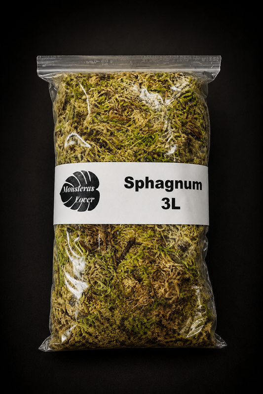Sphagnum Mose