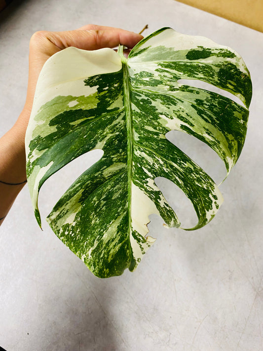 Monstera Variegata - Side Stikling