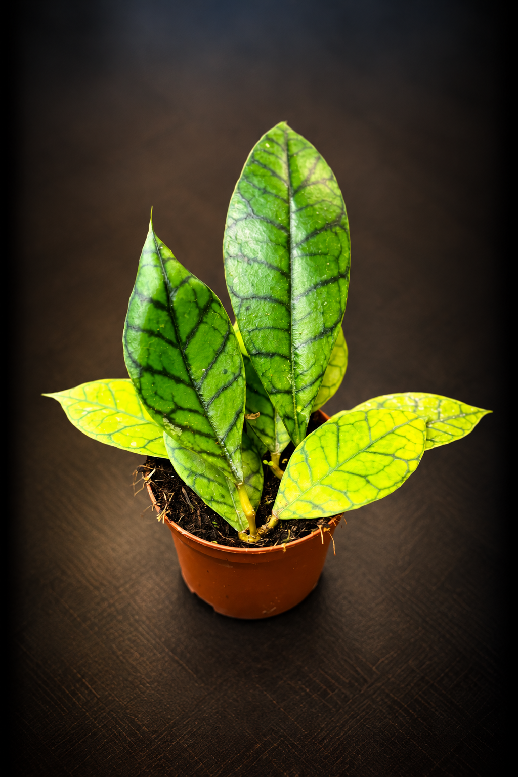 Hoya Callistophylla Kal 16