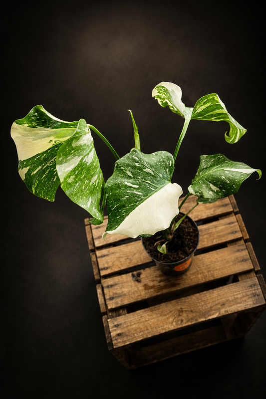Monstera Thai Constellation - 7