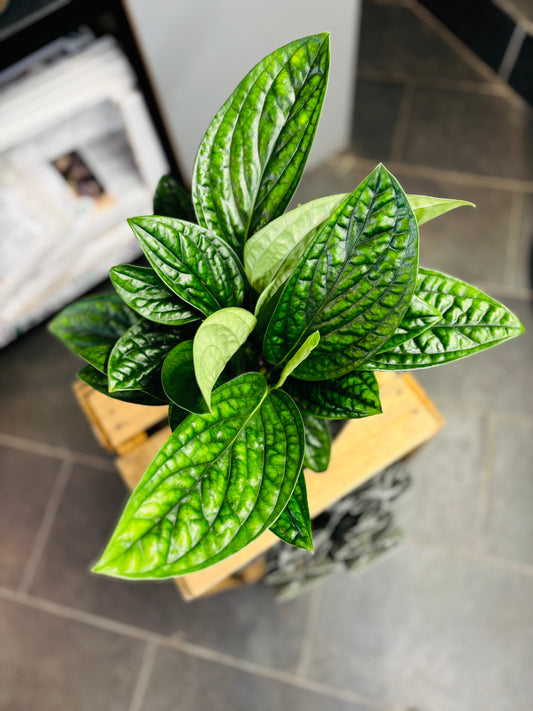 Monstera Peru