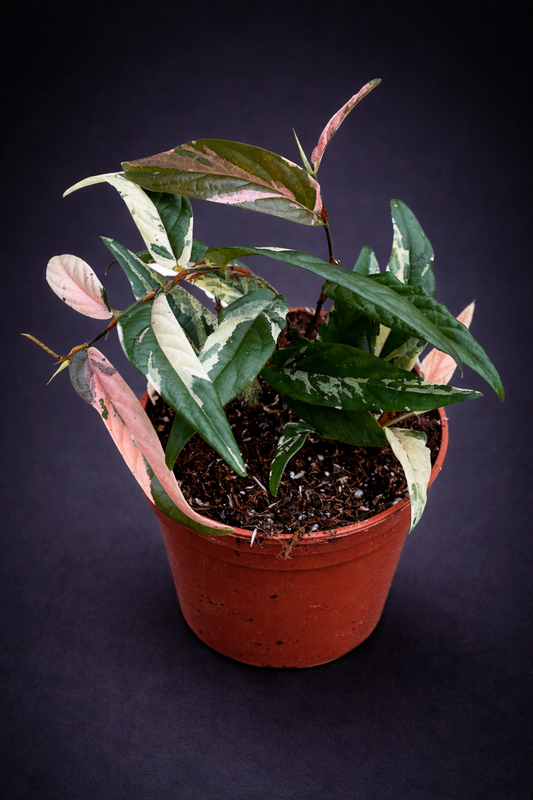 Ficus Sagittata Variegata Pink