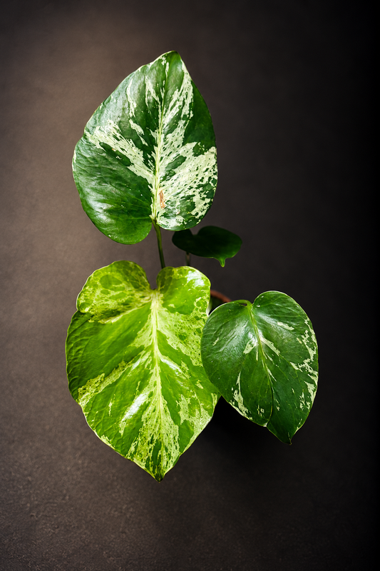 Monstera Bulbasaur