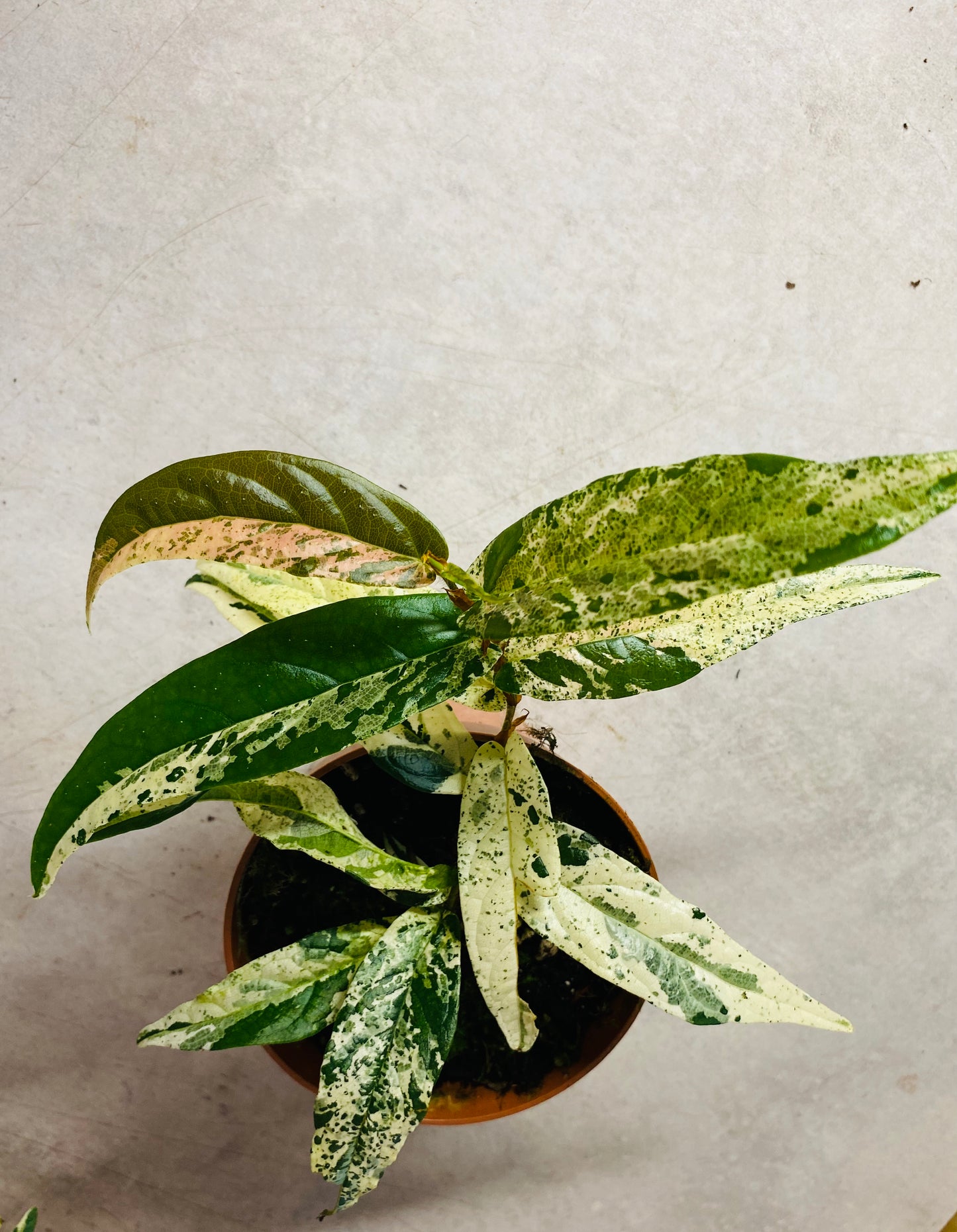 Ficus Sagittata Variegata Pink - 10,5 cm potte