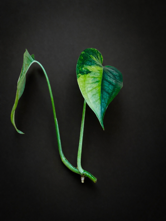 Monstera Siltepecana Aurea Variegata - Topp Stikling