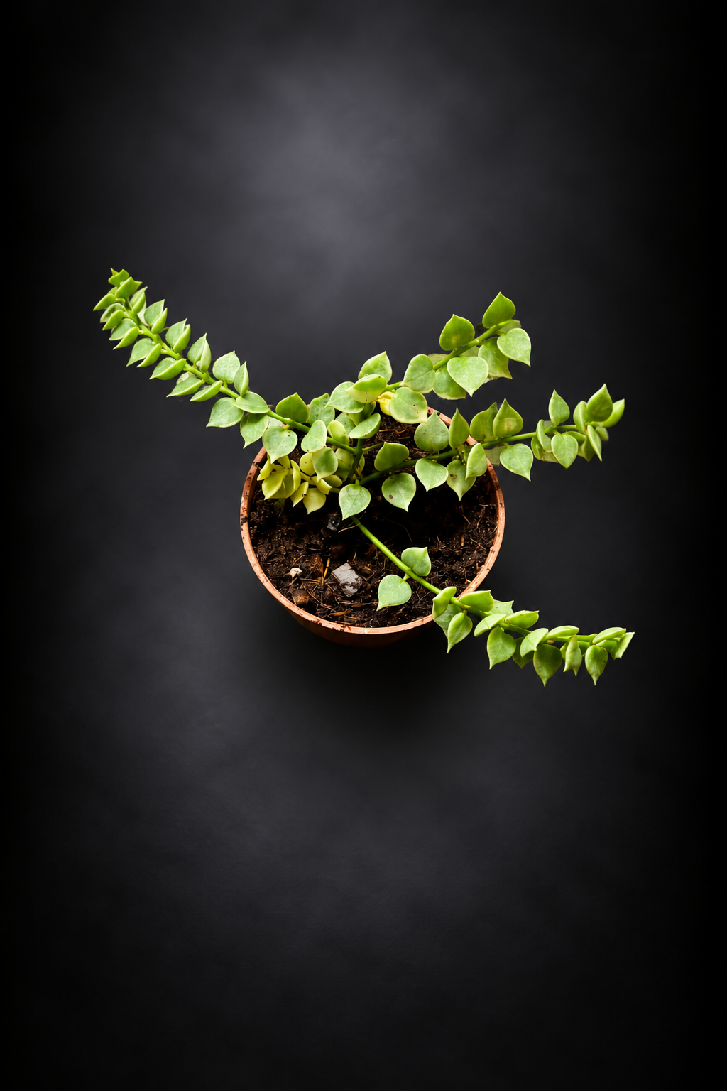 Dischidia Nummeraria Ruscofolia Variegata