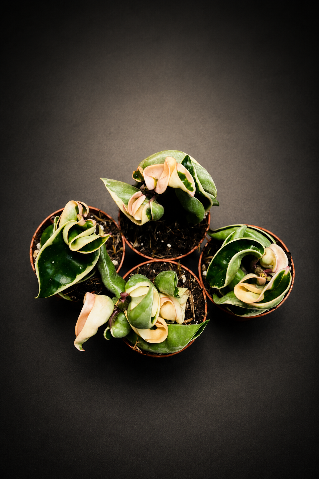 Hoya Carnosa Compacta Variegata