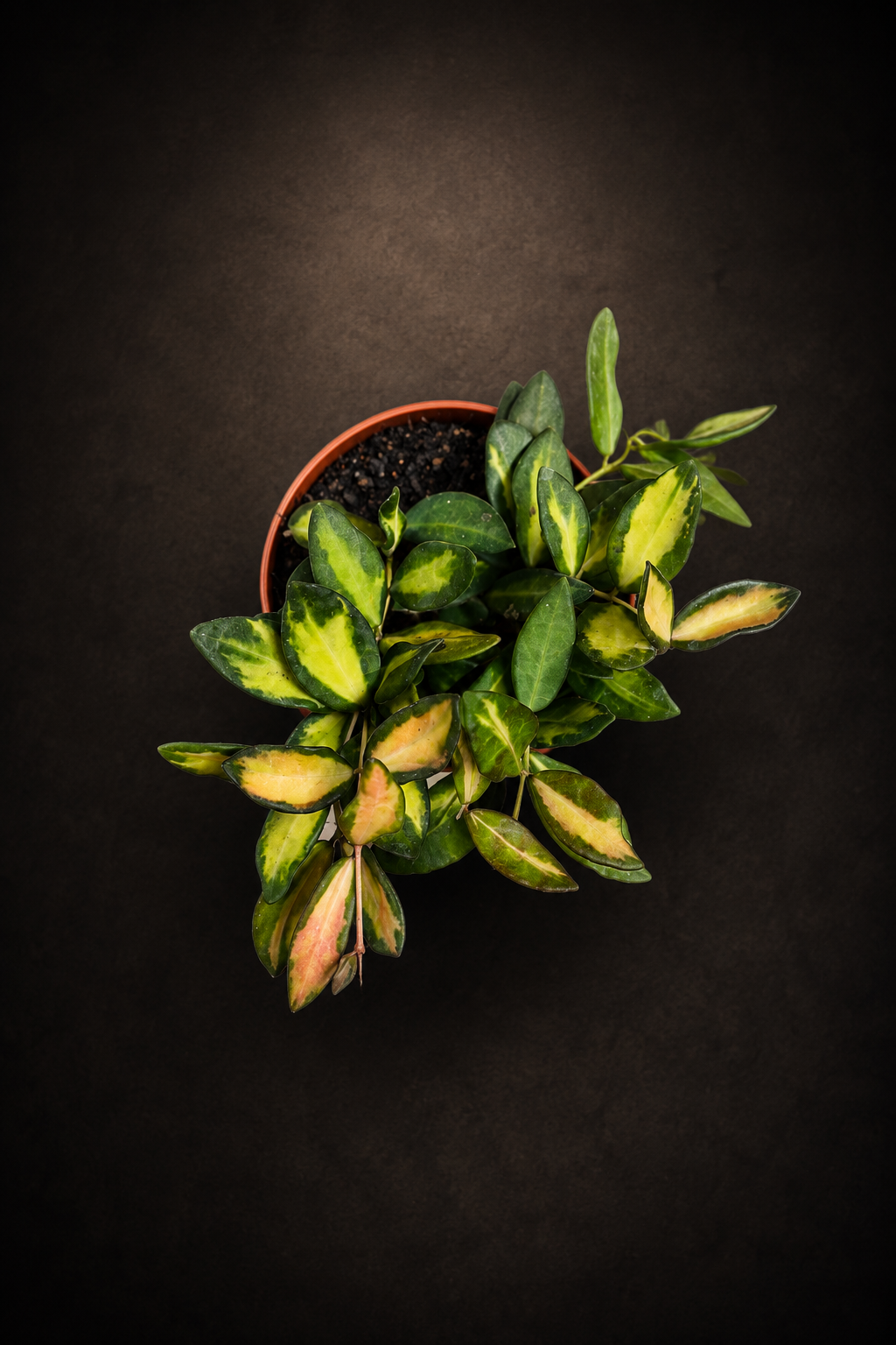 Hoya Burtoniae Variegata