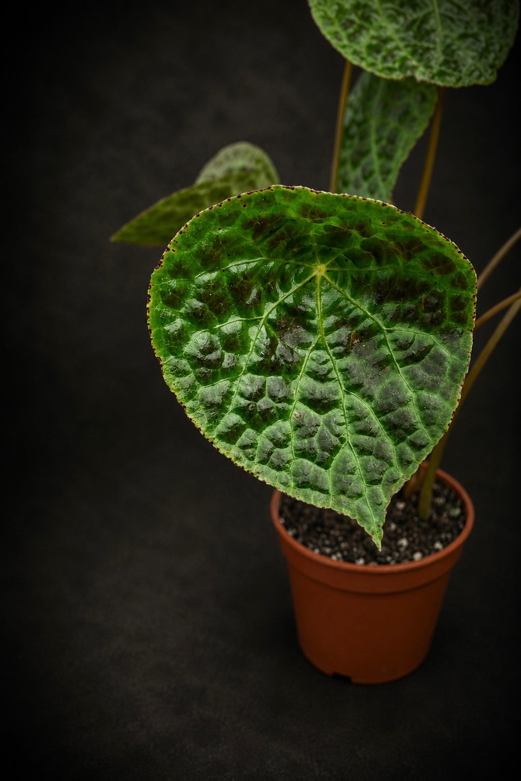 Begonia Phutoensis