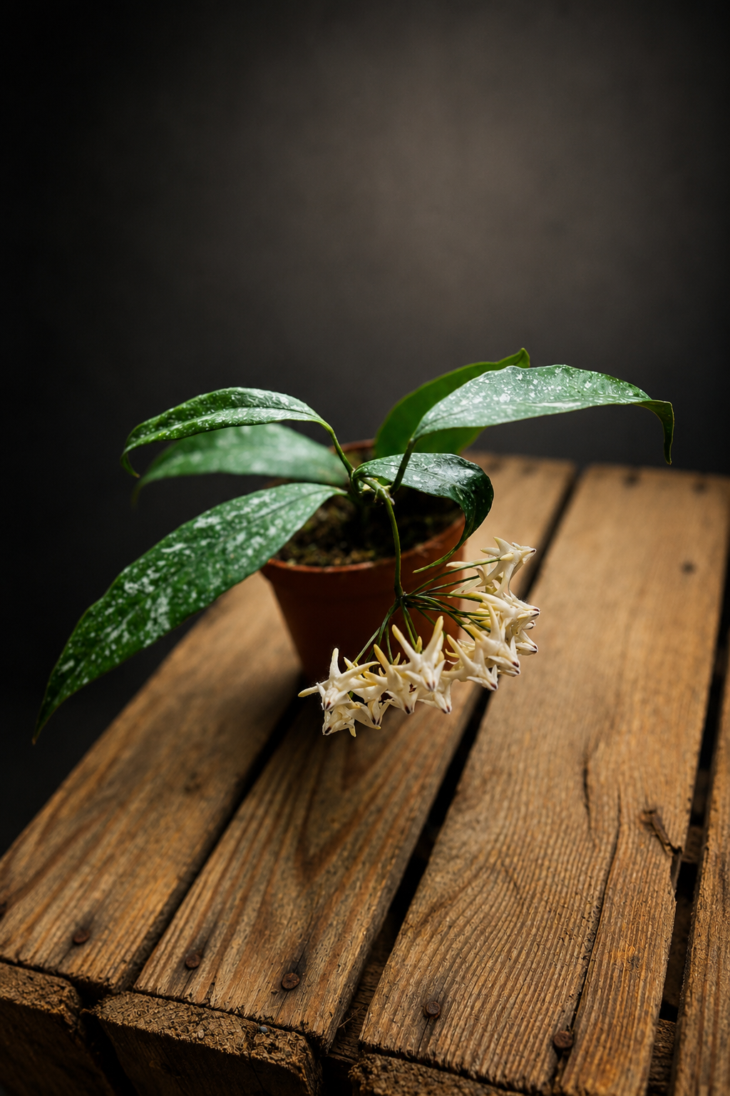Hoya Multiflora Silver Splash - 8 cm potte