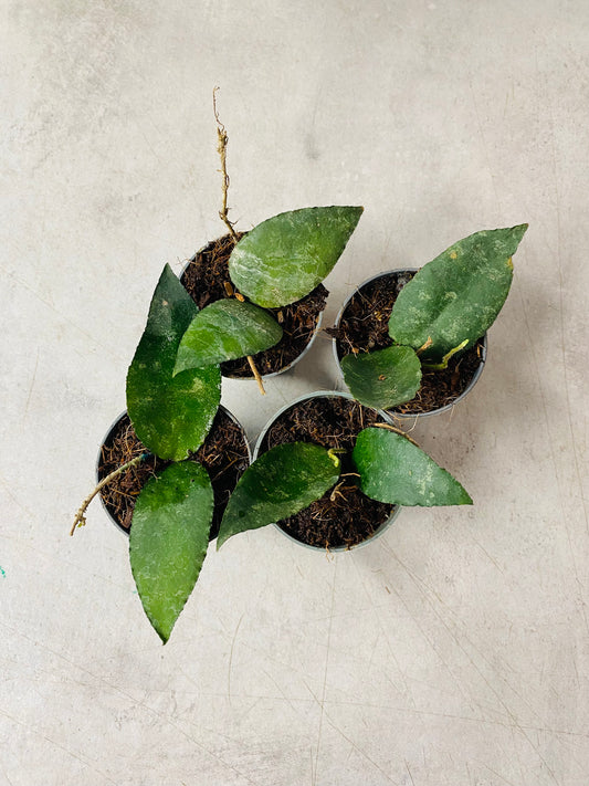 Hoya Caudata