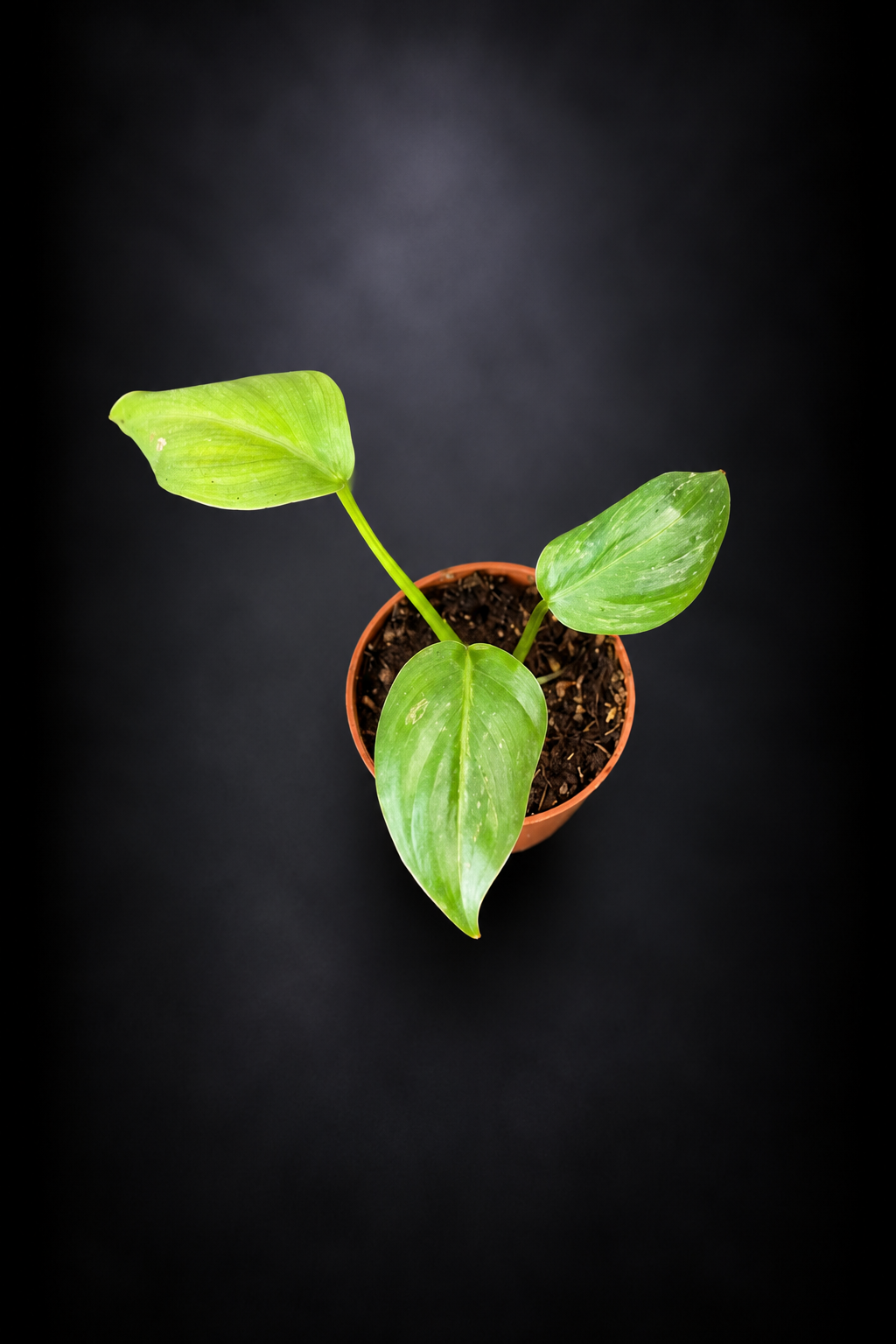 Philodendron Gloriosum