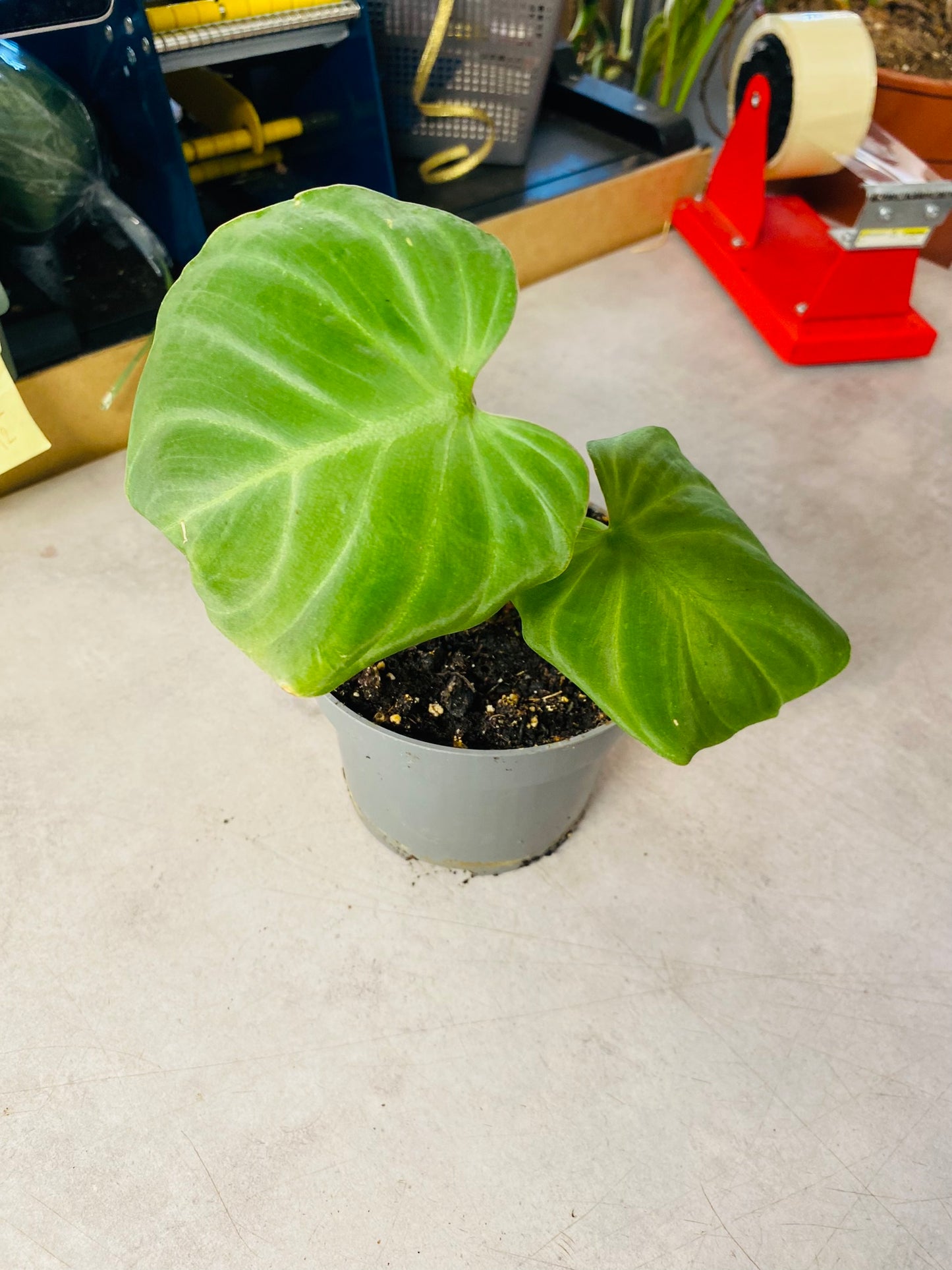 Philodendron Gloriosum Dark Form