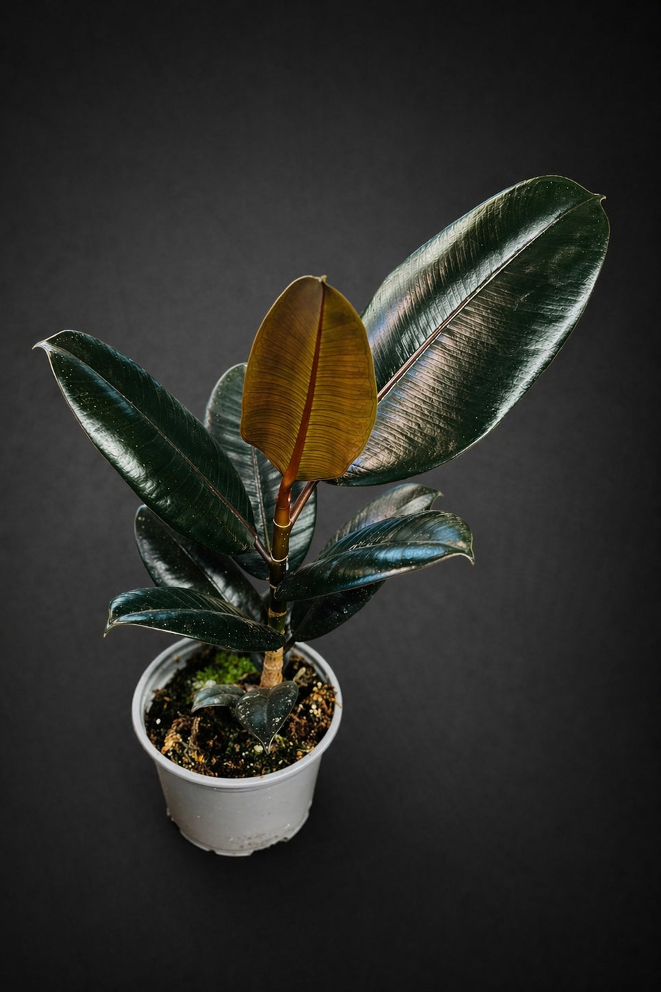 Ficus Elastica Abidjan