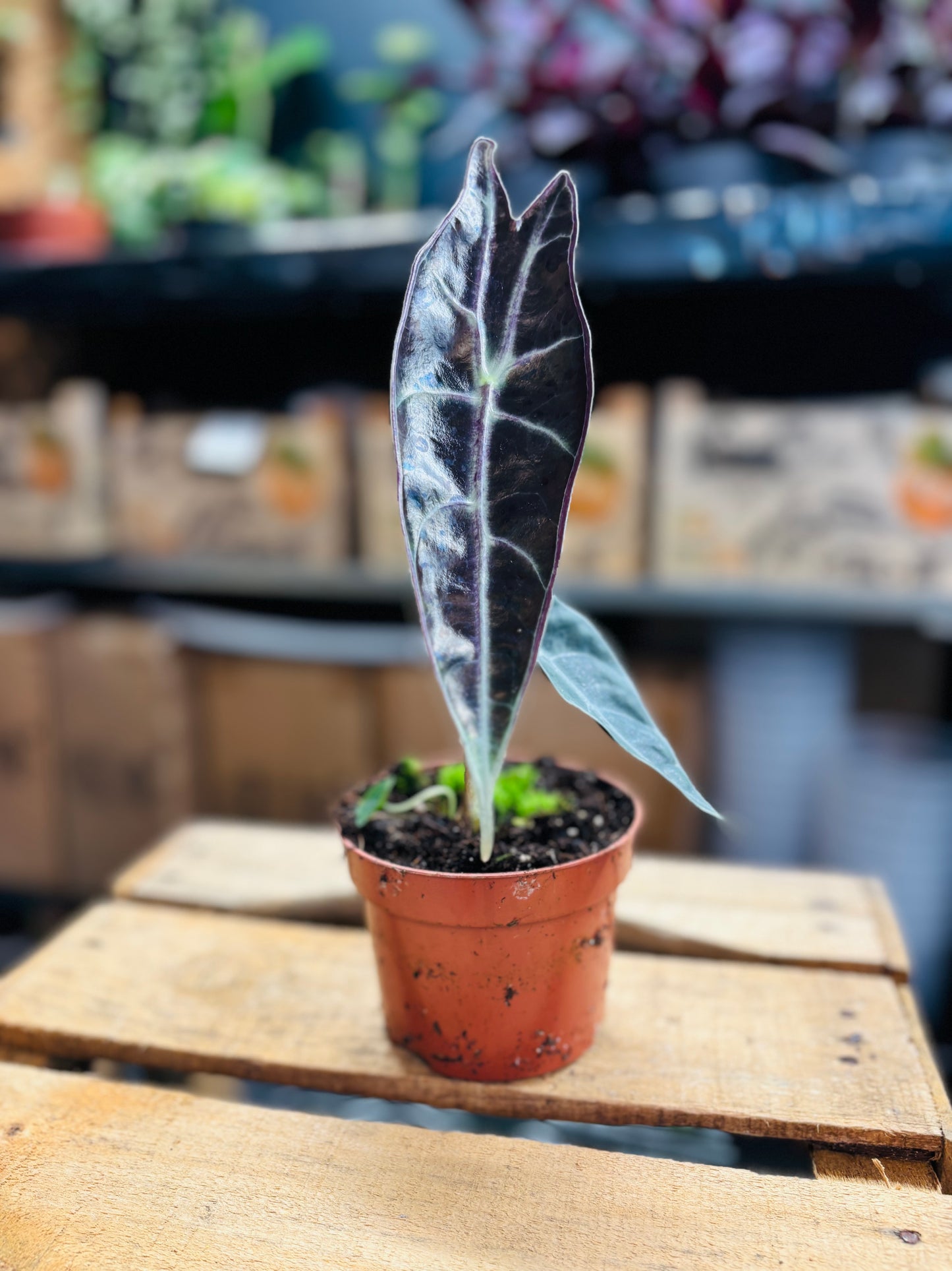 Alocasia Longiloba Purple