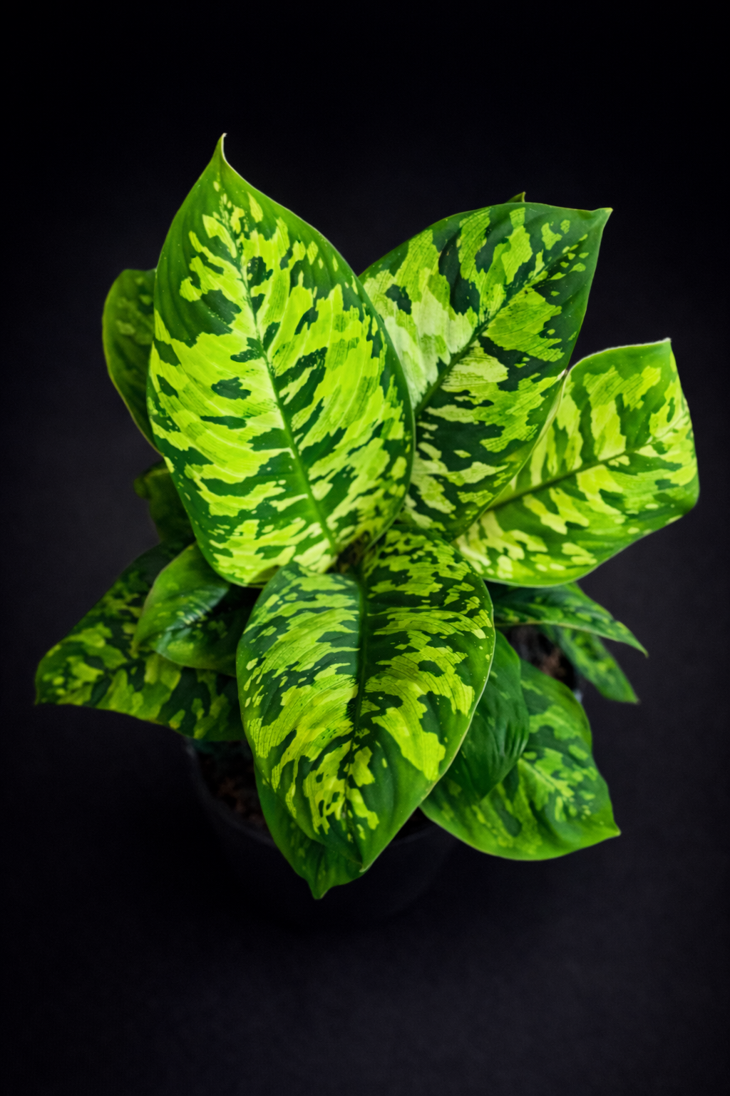 Homalomena Camouflage