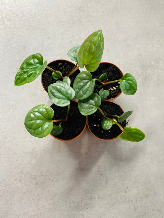 Anthurium Luxurians