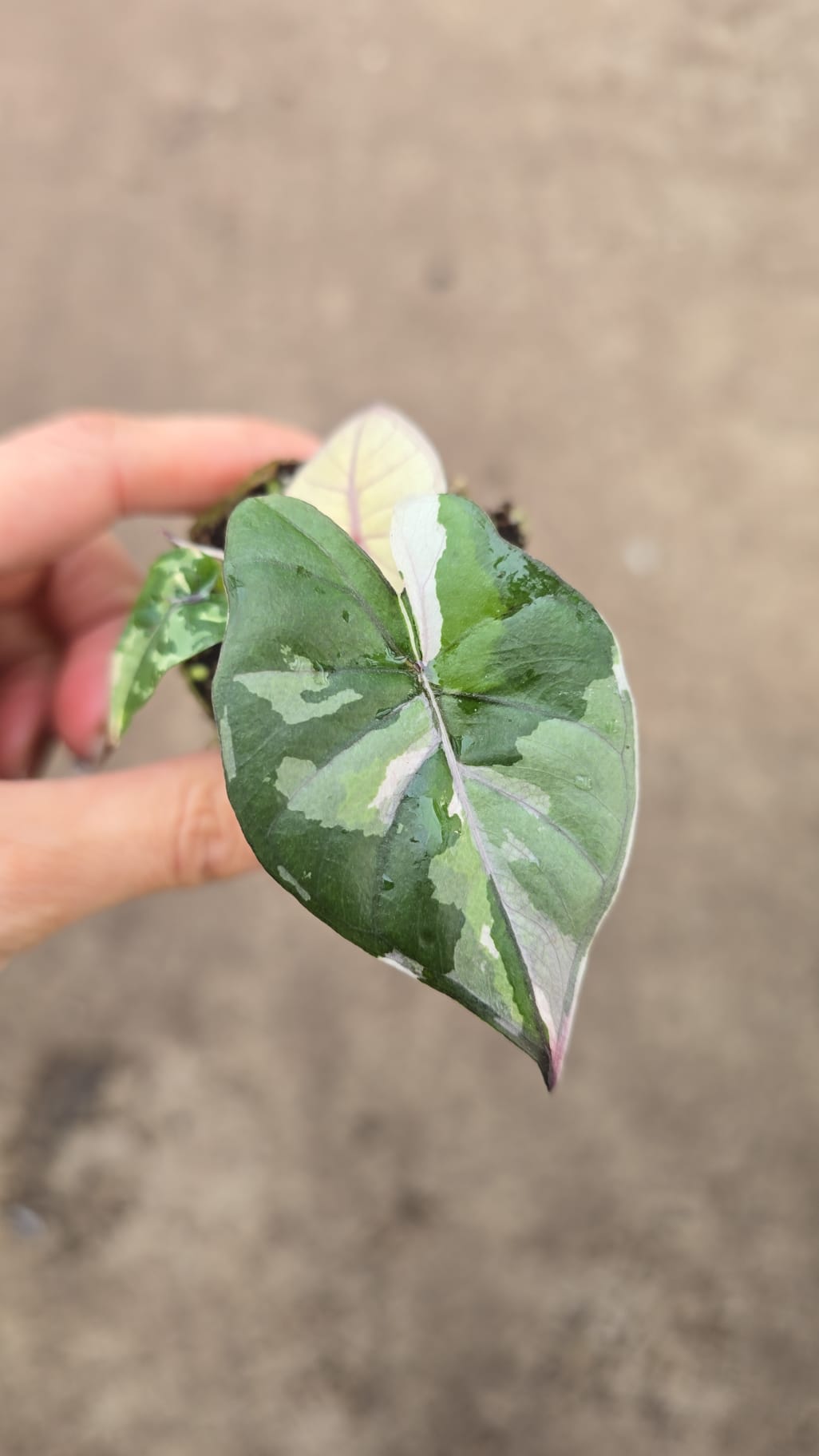 Alocasia Serendipity Variegata