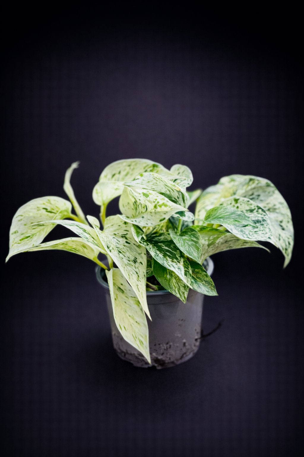 Epipremnum Marble Queen