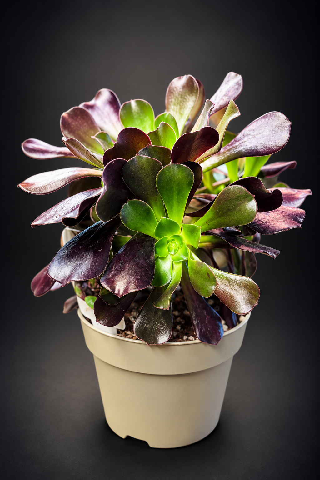 Aeonium Arboreum Velour