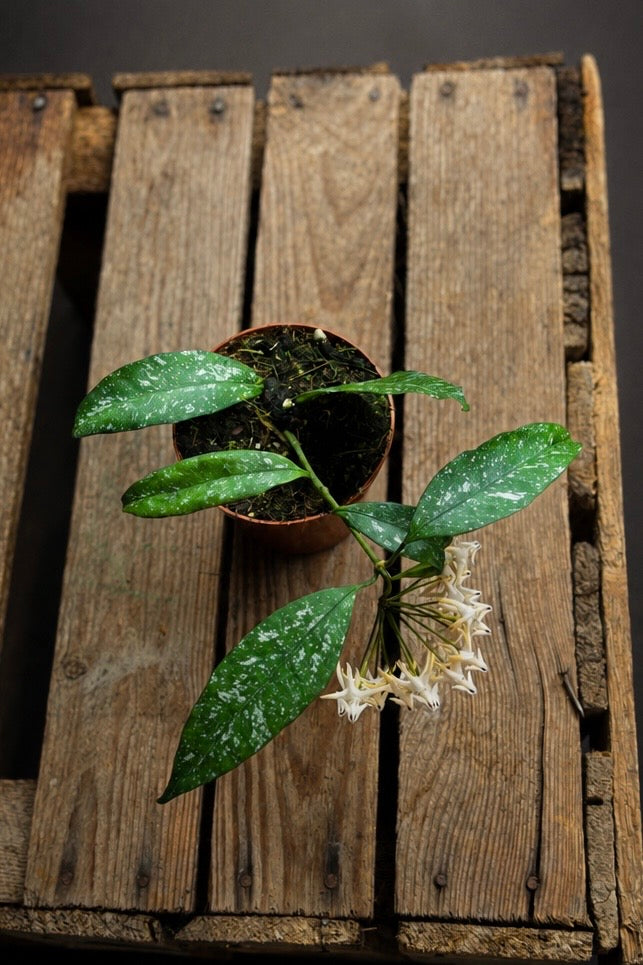 Hoya Multiflora Silver Splash - 8 cm potte