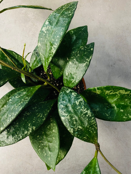 Hoya Rundumensis 'Splash'