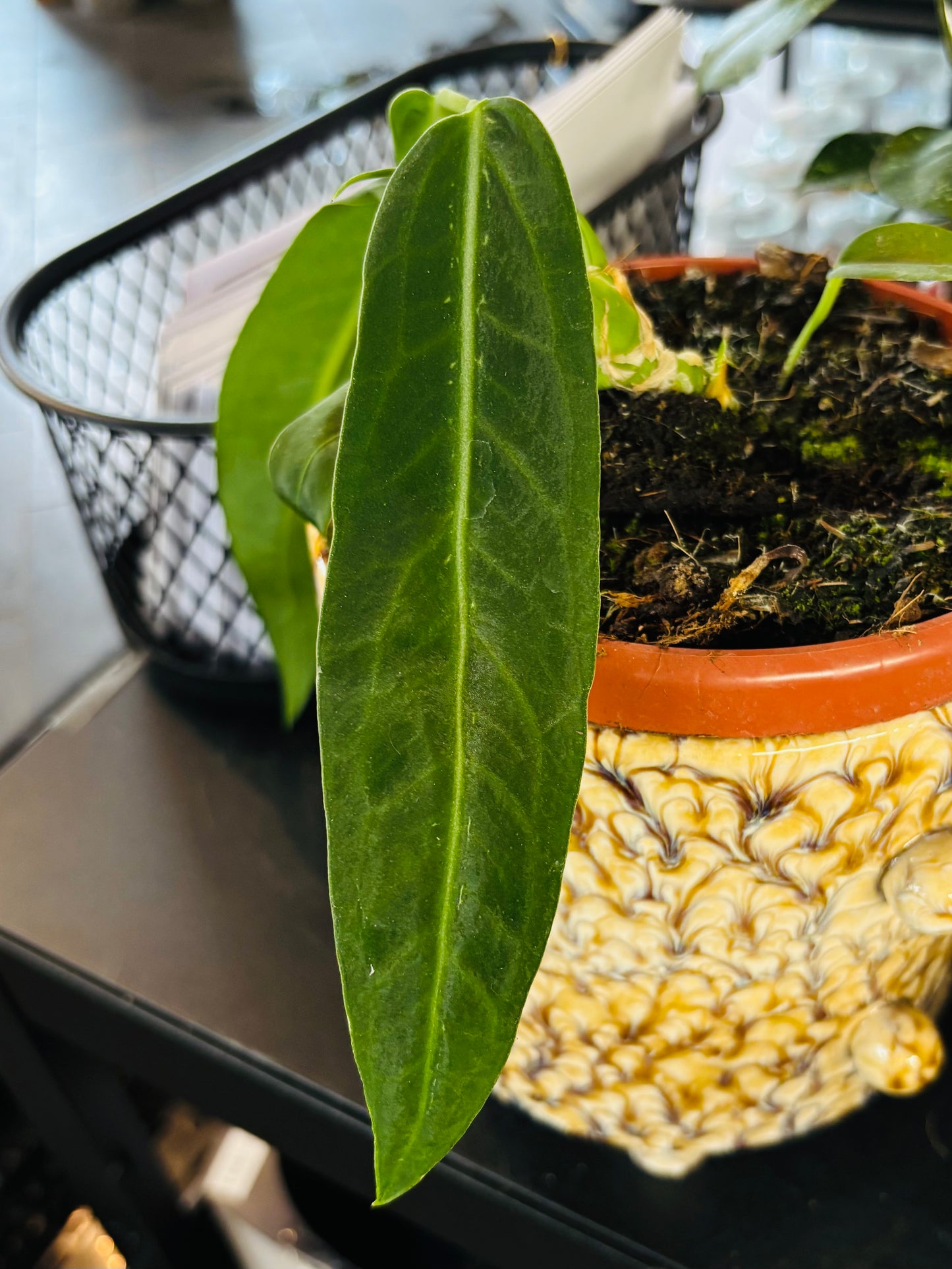 Anthurium Pallidiflorum