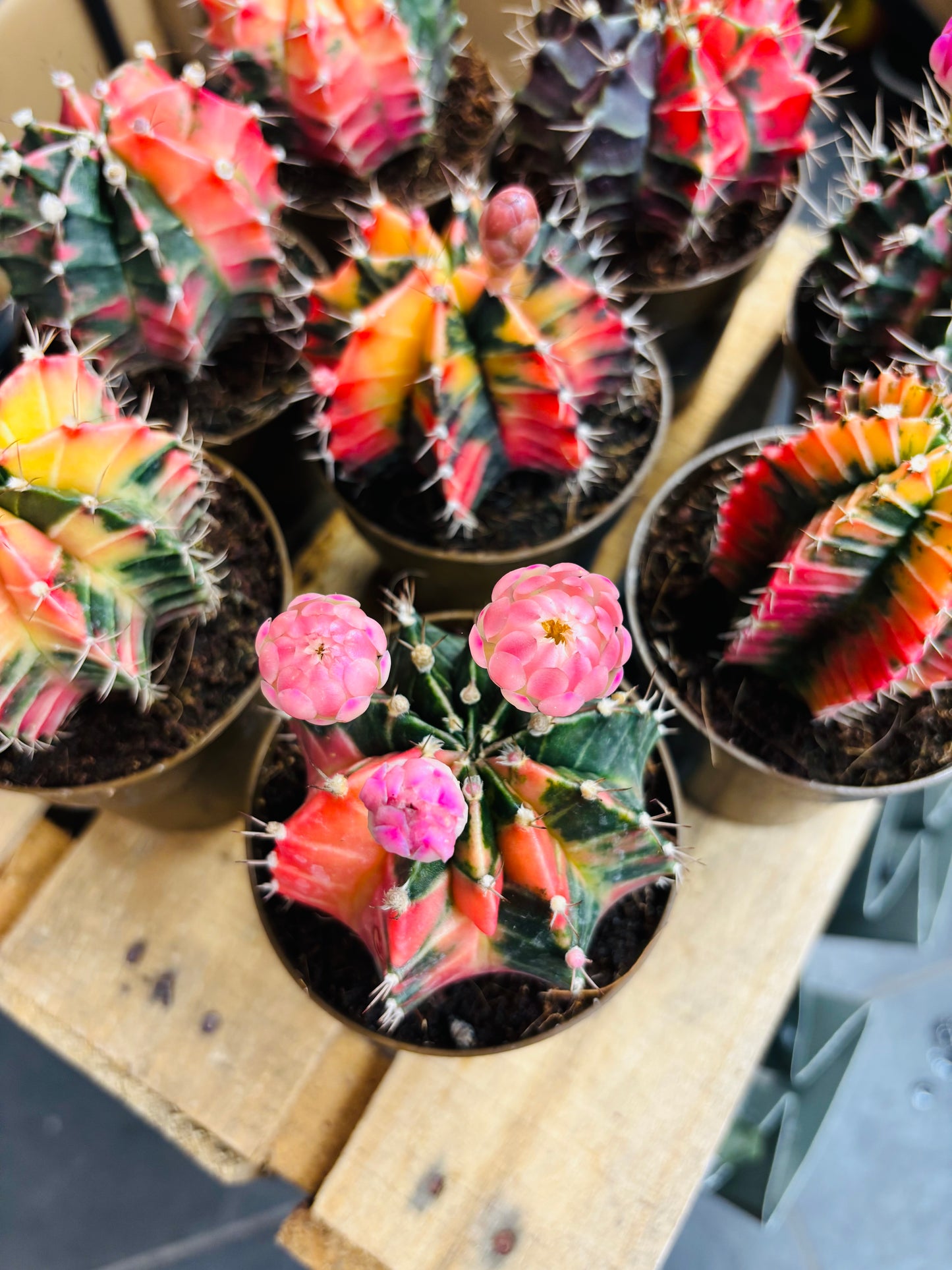 Gymnocalycium Mihanovichii Variegata