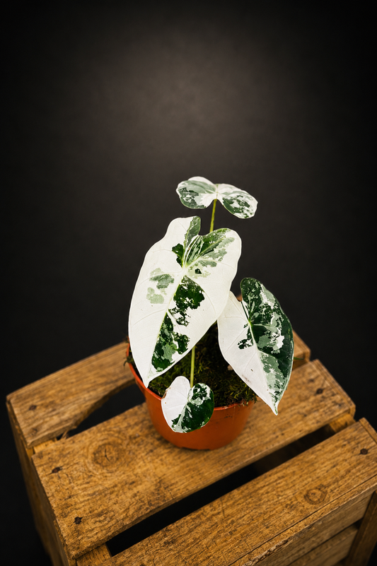 Alocasia Micholitziana "Green Velvet" Variegata - Frydek Variegata