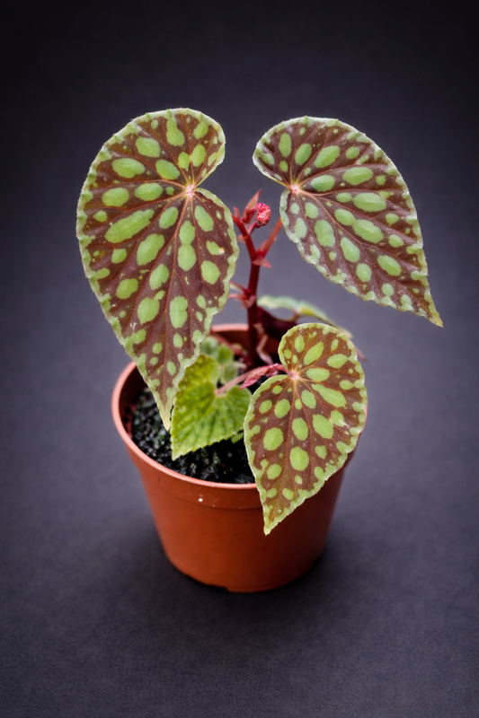 Begonia Chlorosticta