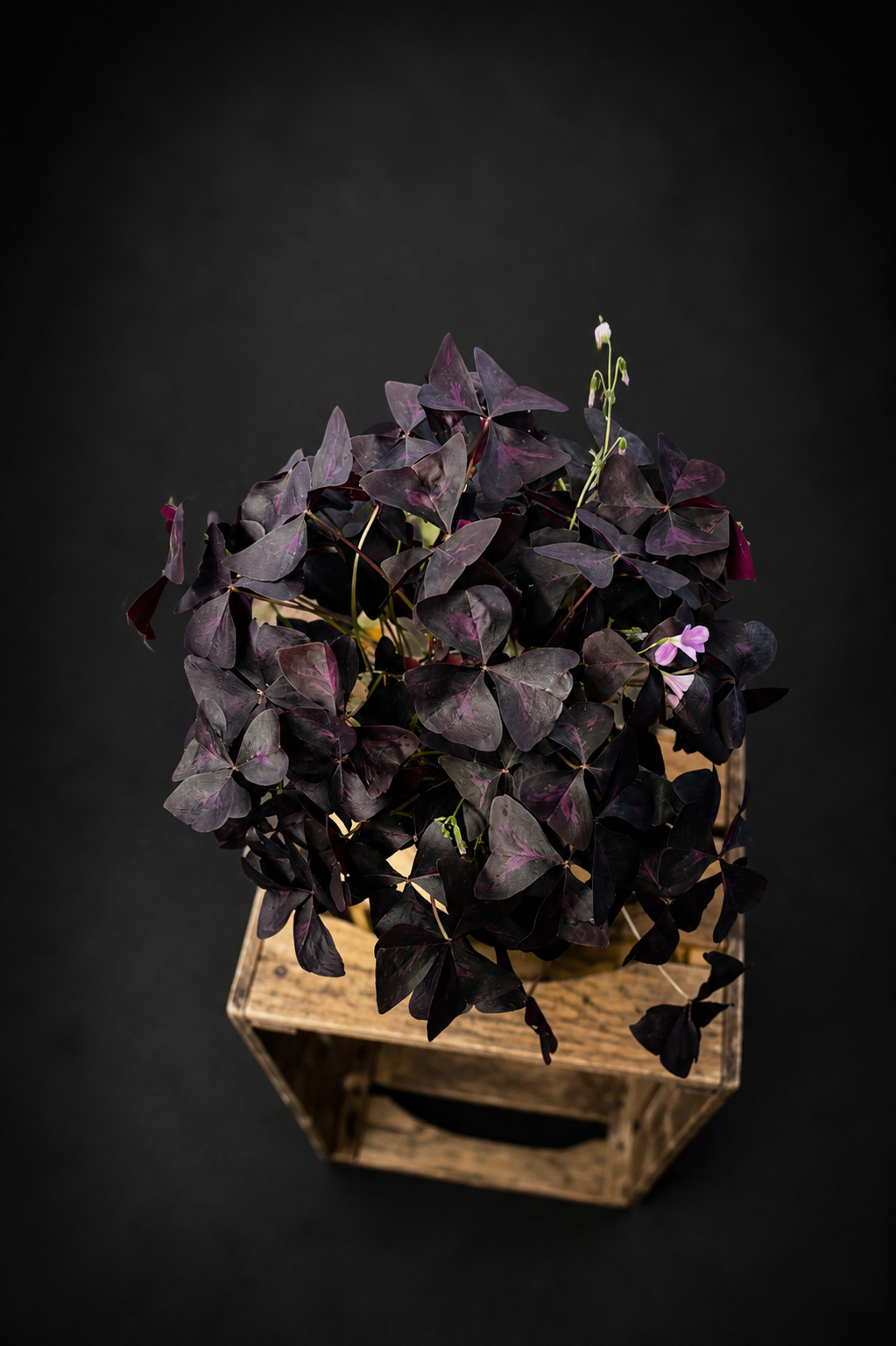 Oxalis Triangularis