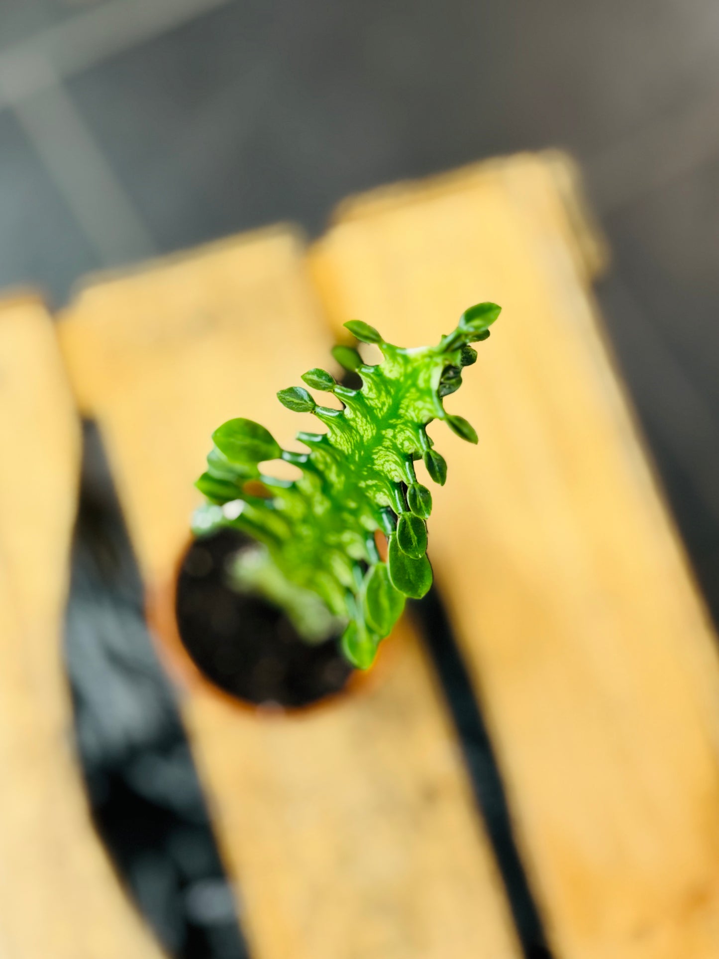 Euphorbia Lactea Variegata