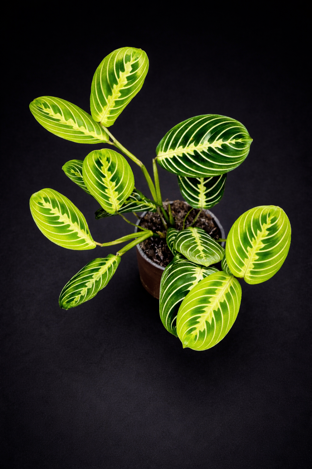 Maranta Lemon Lime
