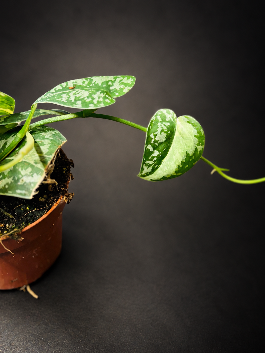 Scindapsus Mayari Variegata - 1