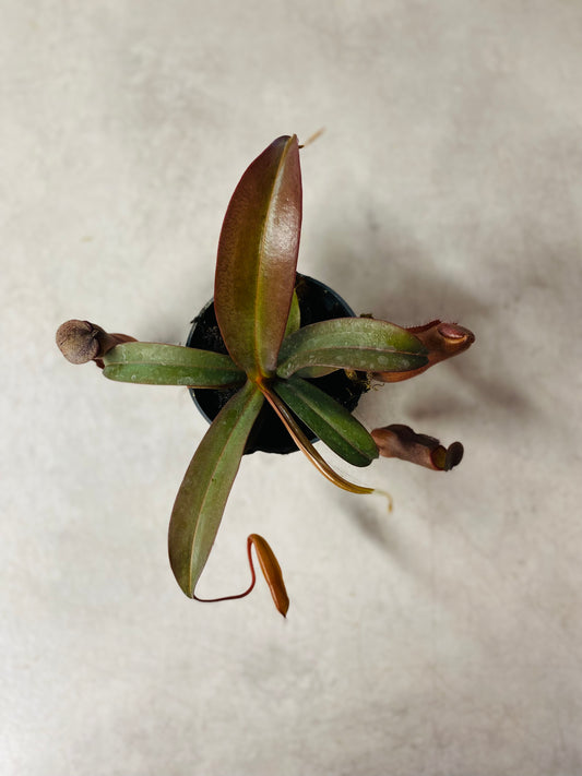 Nepenthes Mikei