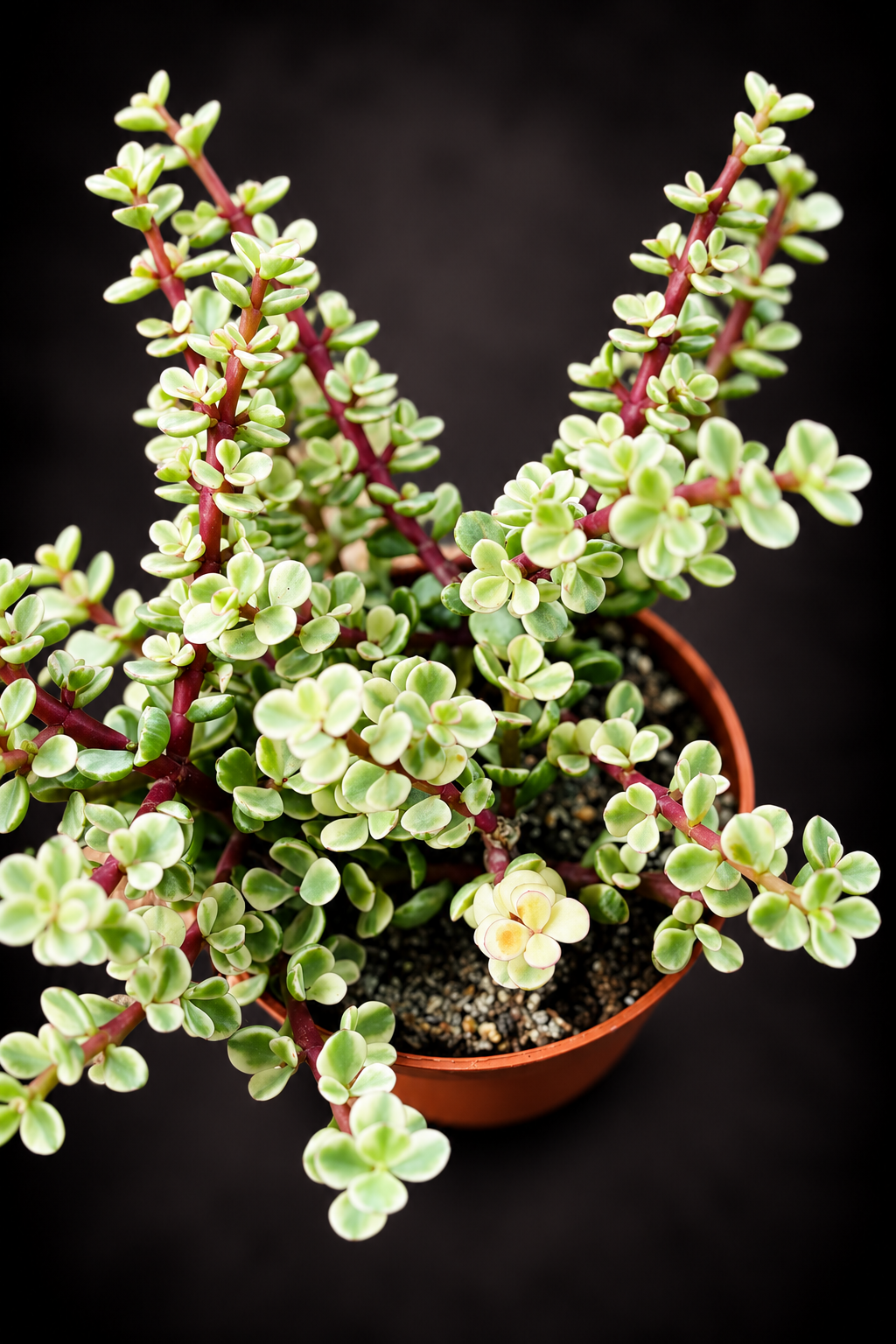 Portulacaria Afra Variegata