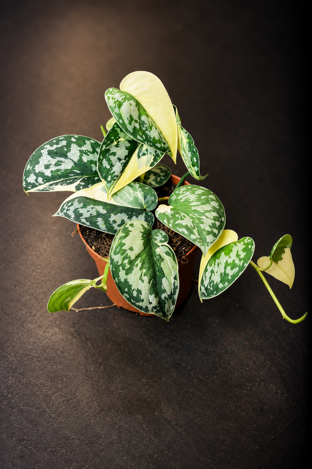 Scindapsus Mayari Variegata - 2