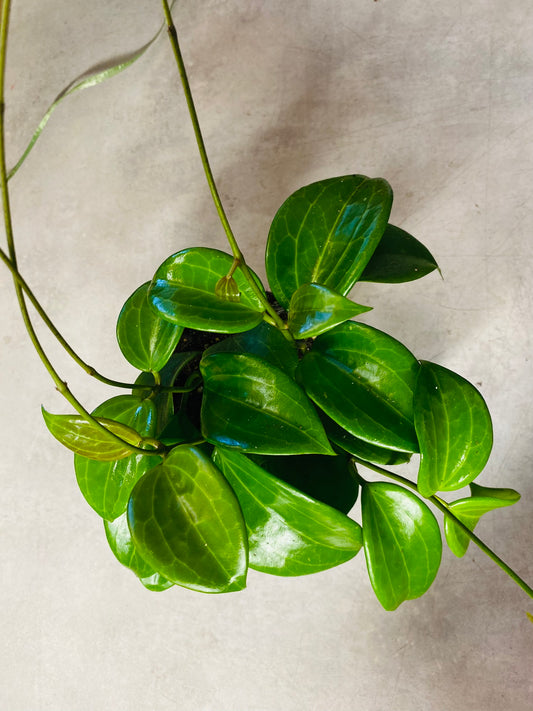 Hoya Quinquenervia