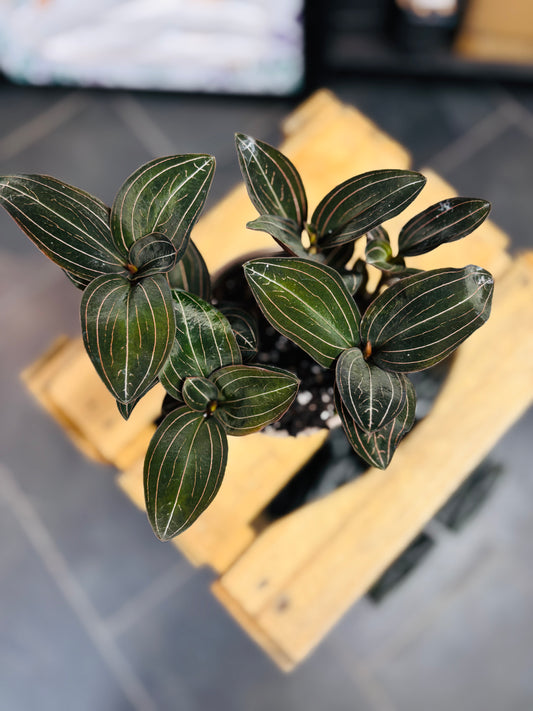 Ludisia Discolor