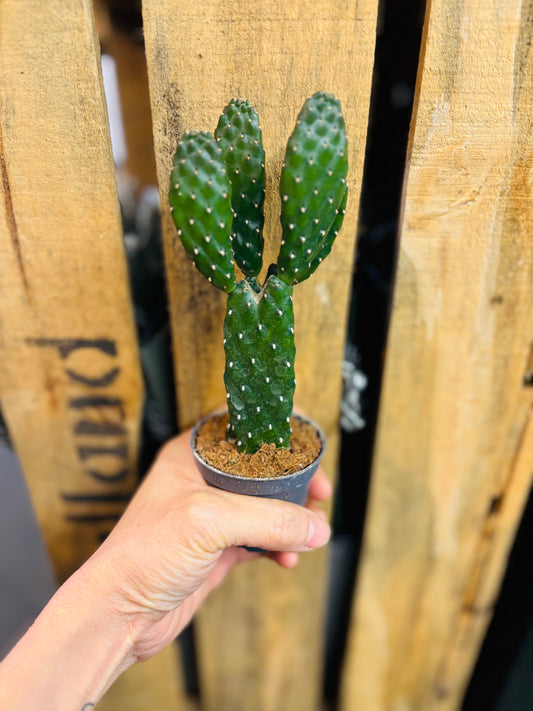 Opuntia Rubescens